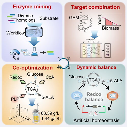 微生物所王為善團隊在5 氨基乙酰丙酸高效細(xì)胞工廠的構(gòu)建方面取得進展