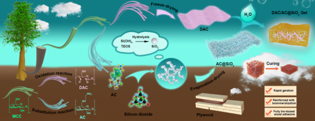 生物質(zhì)材料國(guó)際聯(lián)合研究中心開發(fā)出多重纏結(jié)礦化交聯(lián)網(wǎng)絡(luò)全生物基粘合劑