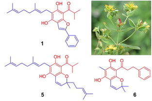 昆明植物所在異戊烯基雜合?；g苯三酚 ppap 類天然產物研究中取得進展