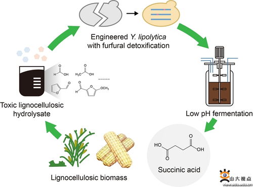 祁慶生教授團隊在木質纖維素水解液高效轉化非糧生物基丁二酸的研究中取得重要進展